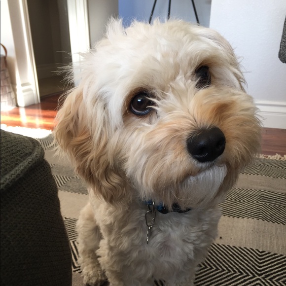 Meet your Posher, Michele - Picture 1 of 1